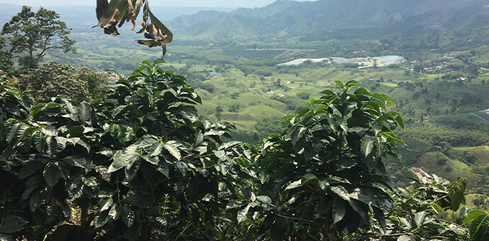 Kaffeepflanzen