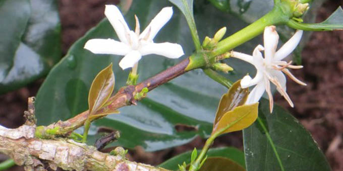 Eine Kaffepflanze mit weißer Blüte